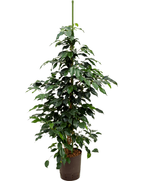 Hydroplant Ficus danielle