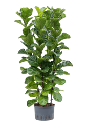 Roślina hydroponiczna Ficus lyrata bambino L