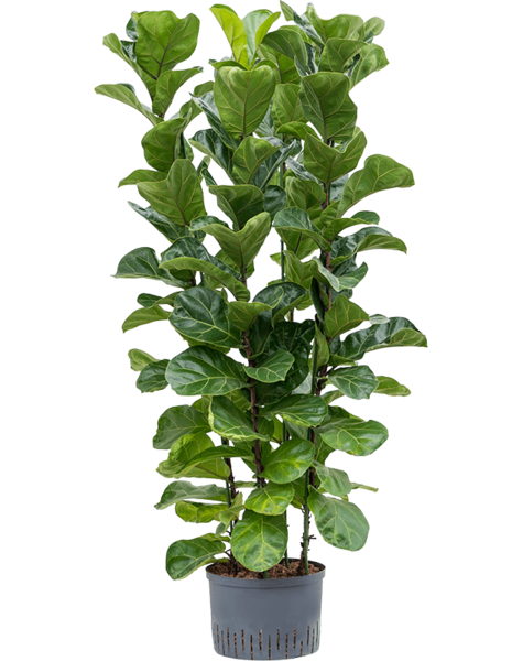 Hydroplant Ficus Lyrata