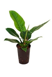 Filodendron hydroponiczny Imperial Green