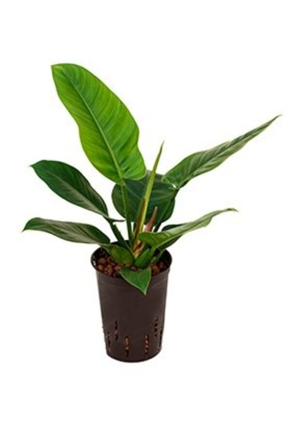 Filodendron hydroponiczny Imperial Green