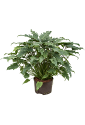 Hydroplant Filodendron xanadu