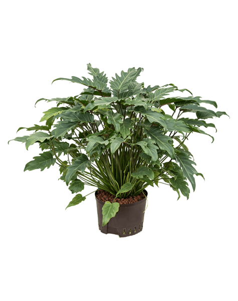 Hydroplant Filodendron