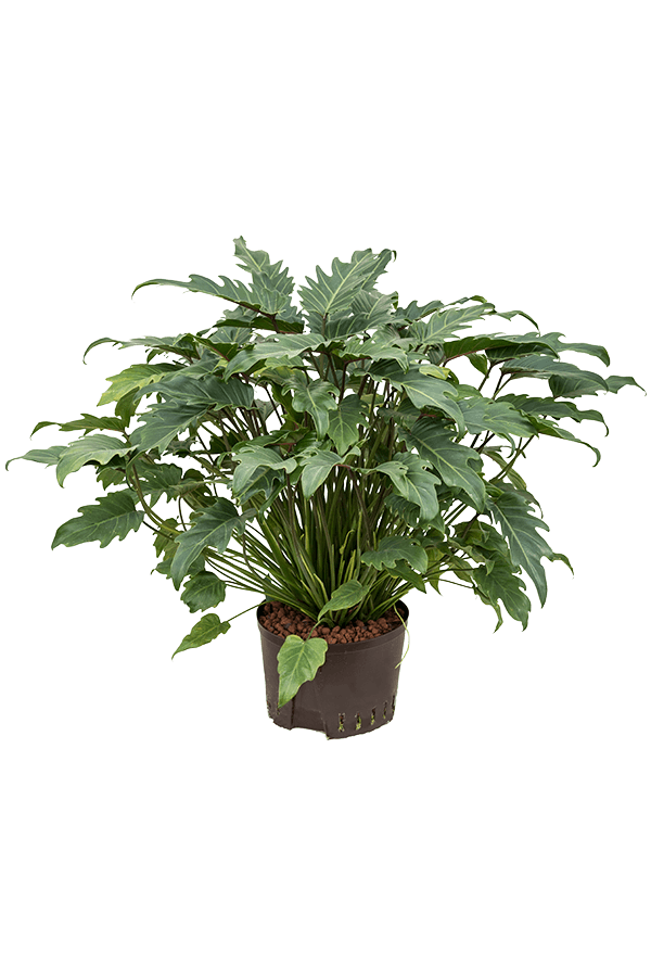 Hydroplant Filodendron xanadu