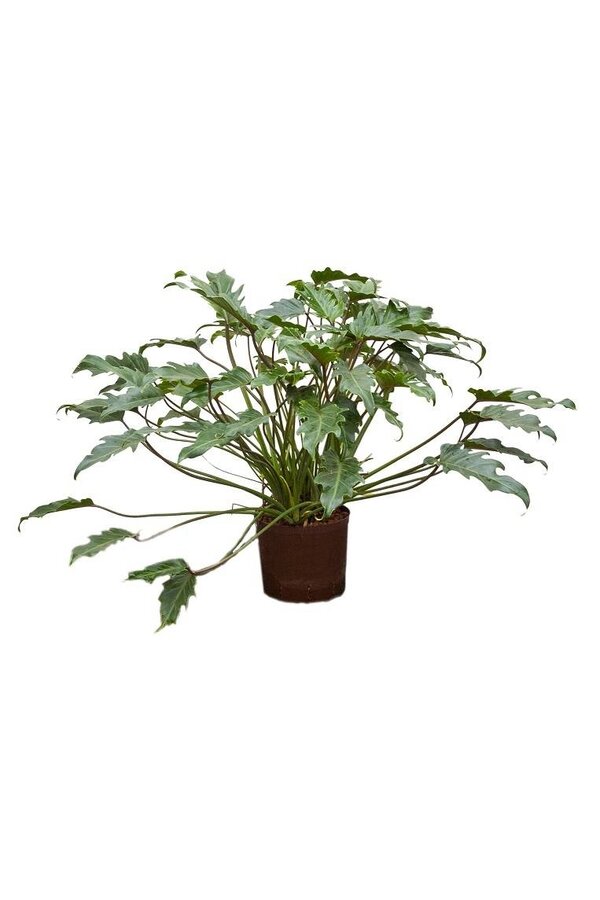 Hydroplant Philodendron xanadu