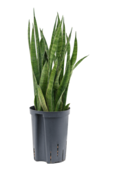 Hydroponiczna Sansewieria kirkii