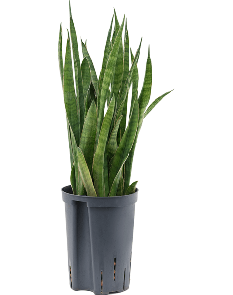Hydroponiczna Sansewieria