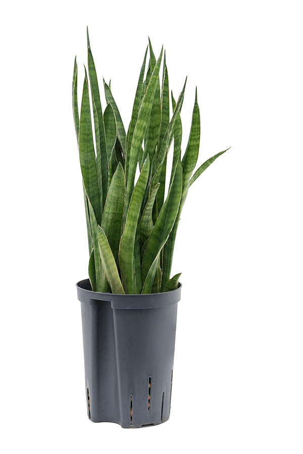 Hydroponiczna Sansewieria kirkii