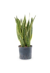 Hydroplant Sansevieria Laurentii