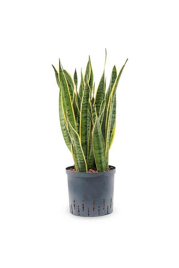 Hydroplant Sansevieria Laurentii