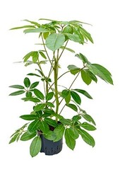 Hydroponiczna Schefflera amate