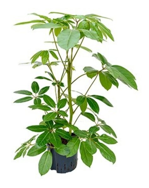 Hydroponiczna Schefflera