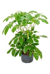 Hydroplant Schefflera amate