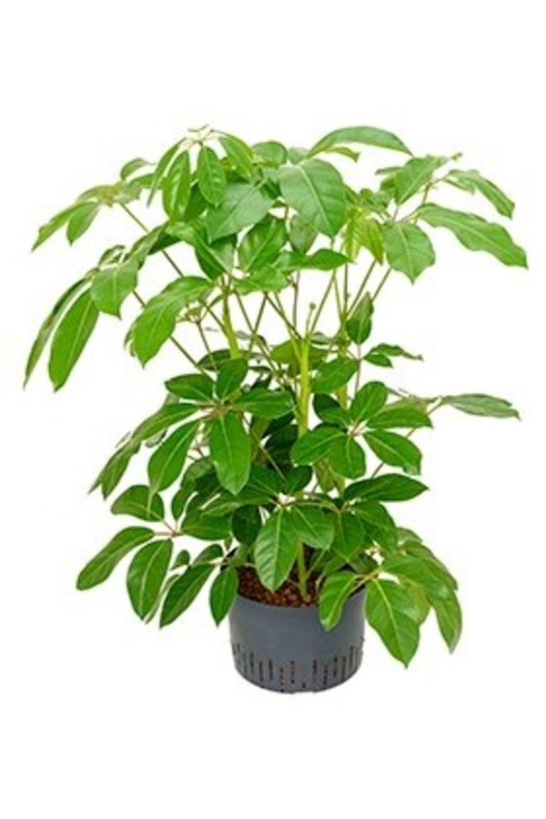 Hydroplant Schefflera amate