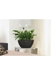 Cubeto All Inclusive 30