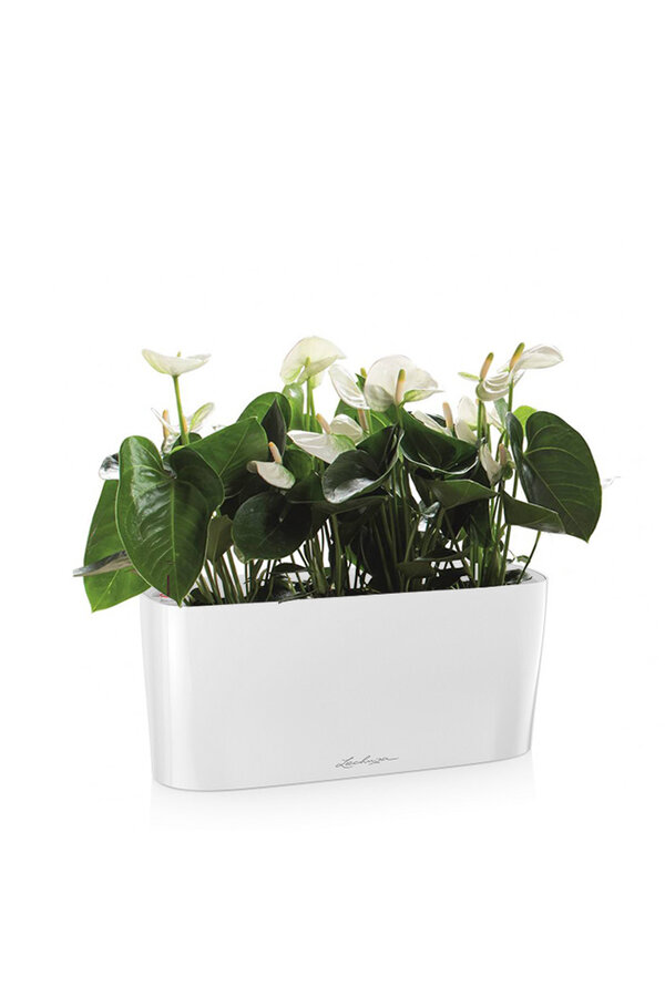 Anthurium w samonawadniającym się pojemniku Delta