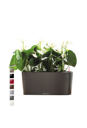 Anthurium w Samonawadniającej Delta