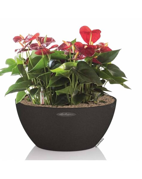 Lechuza Lechuza | Anturium