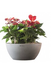 Anturiumy w samonawadniających się doniczkach Cubeto