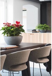 Anturia w samonawadniającej doniczce Cubeto