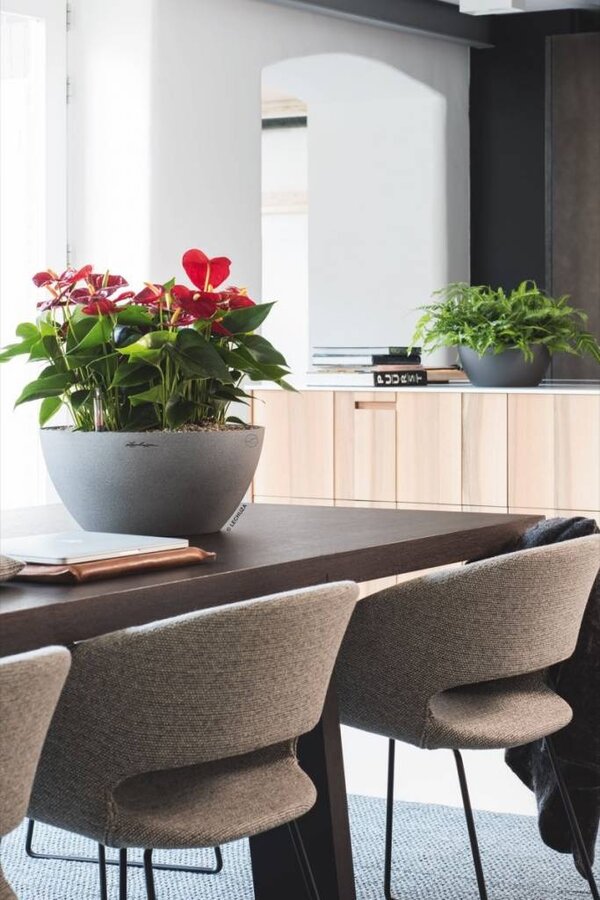 Anturia w samonawadniającej doniczce Cubeto