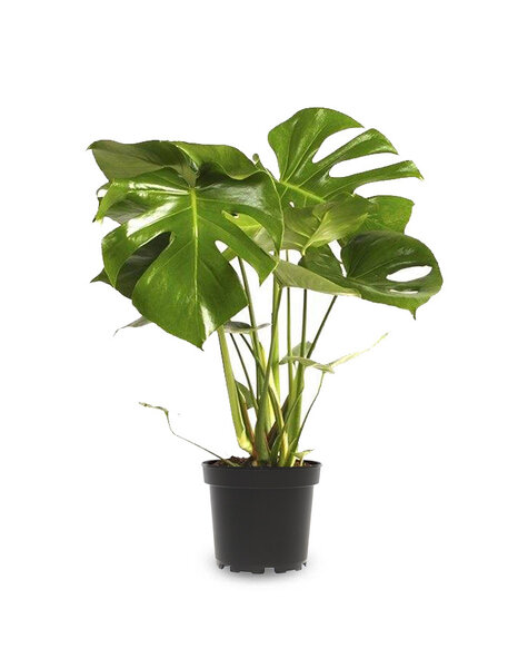 Monstera