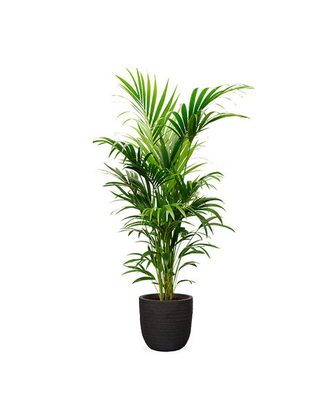 Capi Capi | Howea Forsteriana