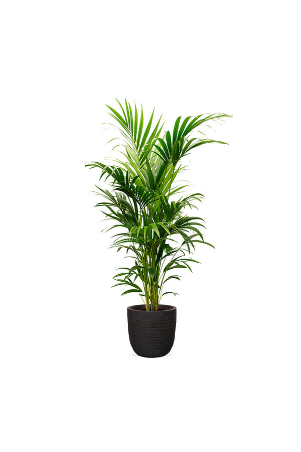 Palma Kentia w doniczce
