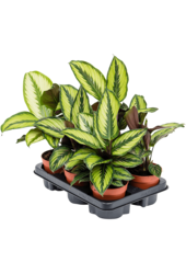 Calathea Beauty Star