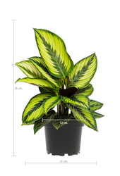 Calathea Beauty Star