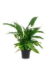 Spathiphyllum Roślina łyżkowa S