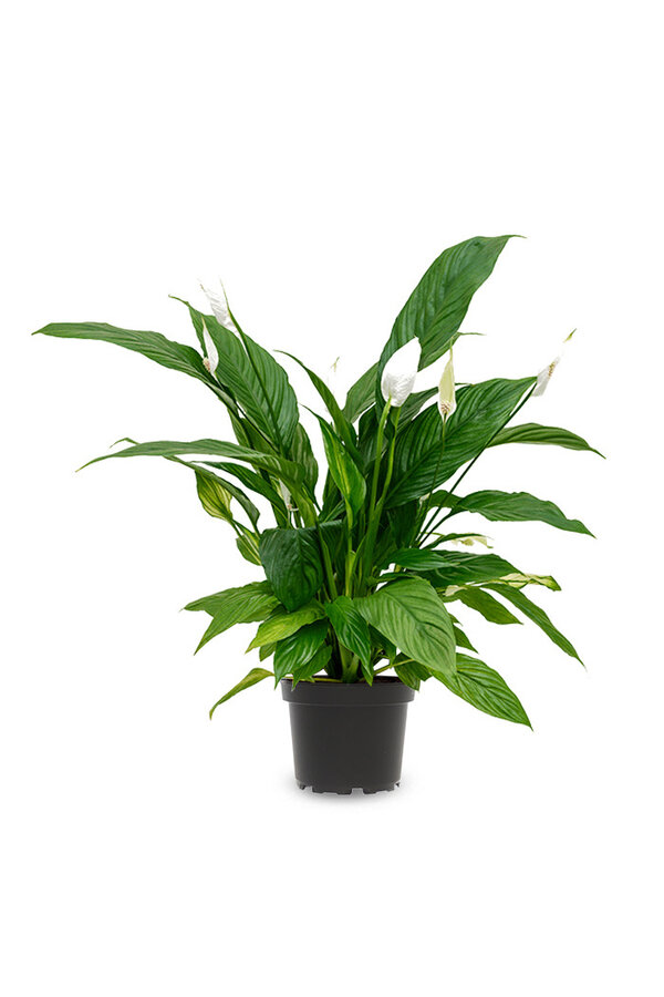 Spathiphyllum Roślina łyżkowa S