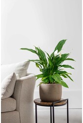 Spathiphyllum Roślina łyżkowa S