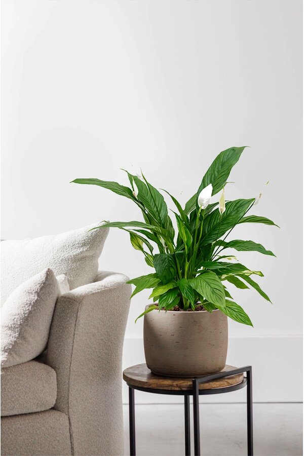 Spathiphyllum Skrzydłokwiat S