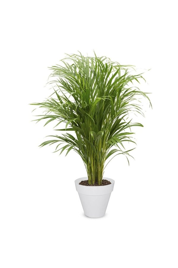 Złota palma Areca w Urban S