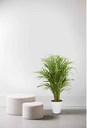 Złota palma Areka w Urban S