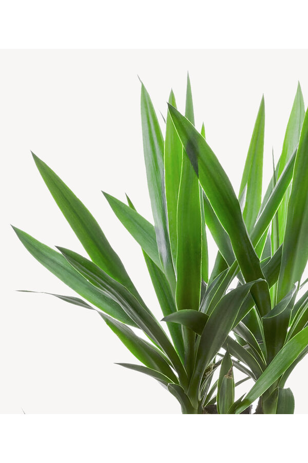 Yucca Drietak w Greenville