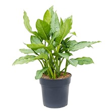 Aglaonema
