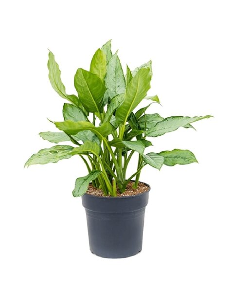 Aglaonema