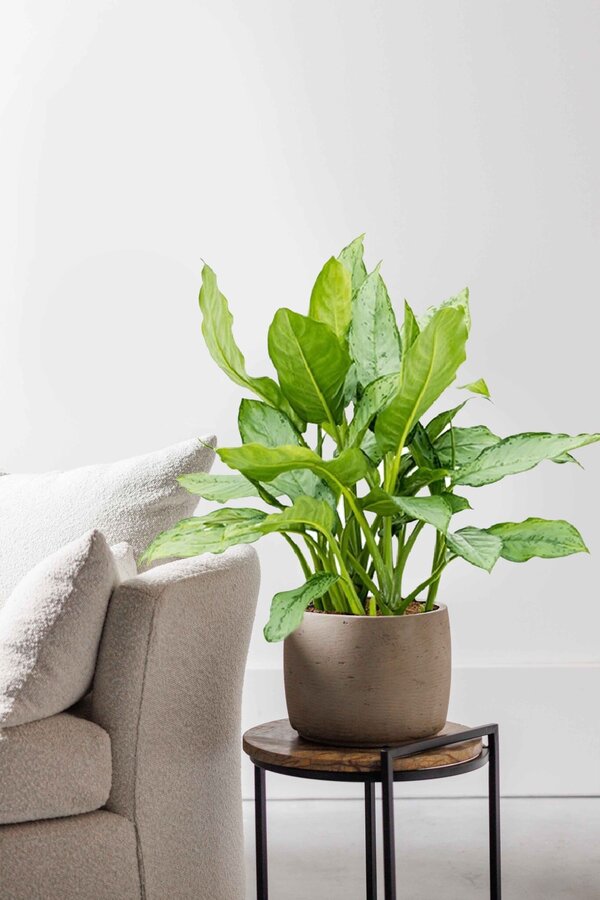 Aglaonema freedman