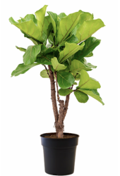 Ficus Lyrata rozgałęziony M