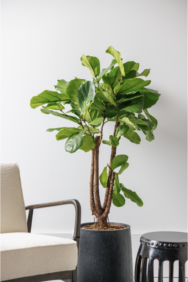 Fikus Lyrata rozgałęziony M
