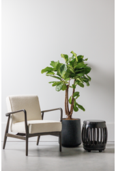 Ficus Lyrata rozgałęziony M