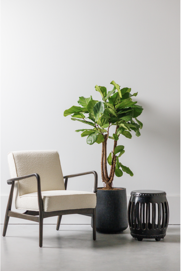 Ficus Lyrata rozgałęziony M