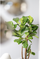 Ficus Lyrata rozgałęziony M