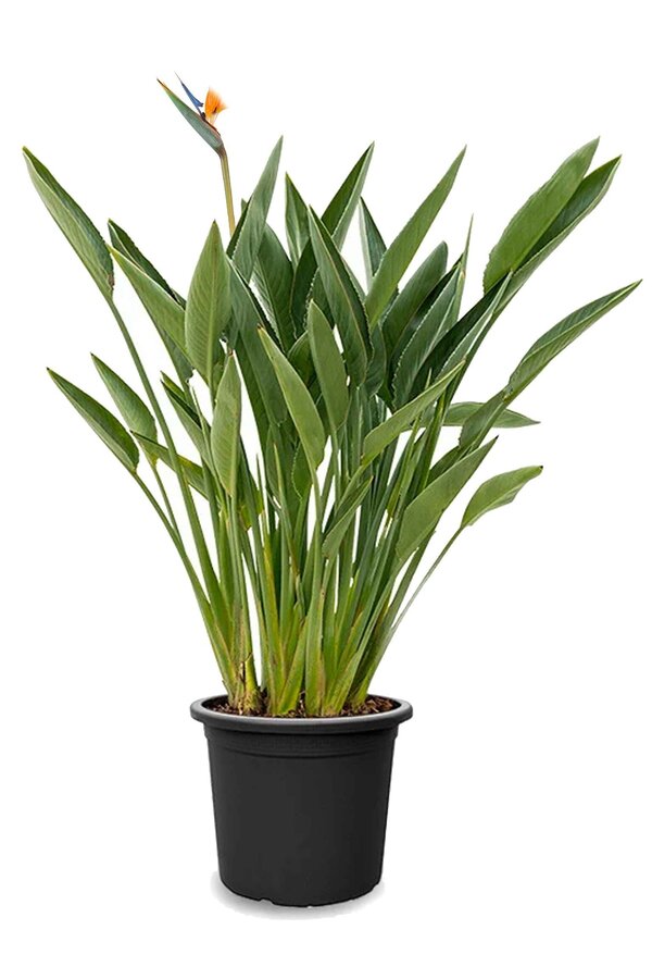 Strelitzia reginae L