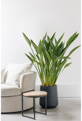 Strelitzia reginae L