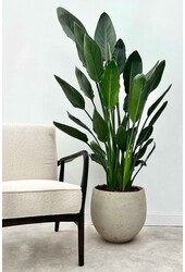 Strelitzia reginae L