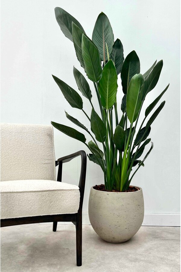Strelitzia reginae L