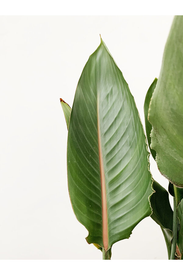 Strelitzia reginae L